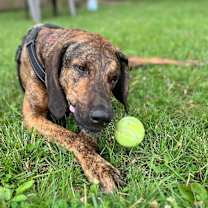 Thumbnail photo of Bubba #3