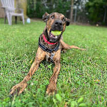 Thumbnail photo of Bubba #4