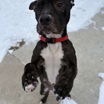 Thumbnail photo of Monello #4