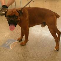 adopt-pet