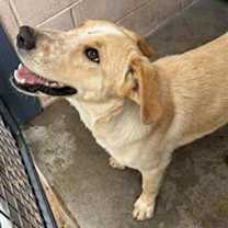 adopt-pet