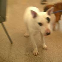 adopt-pet