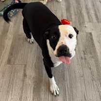 Thumbnail photo of Kitty #2