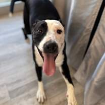 Thumbnail photo of Kitty #3