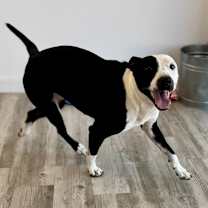 Thumbnail photo of Kitty #4