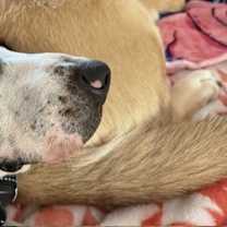 Thumbnail photo of Willow #2