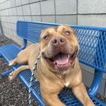 adopt-pet
