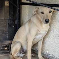 adopt-pet
