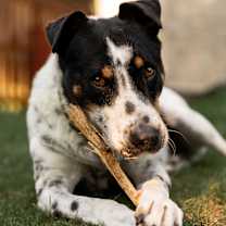 adopt-pet