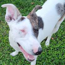 Thumbnail photo of Ulti (PA) Loves people! #3