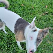 Thumbnail photo of Ulti (PA) Loves people! #4