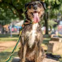 adopt-pet