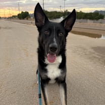 adopt-pet