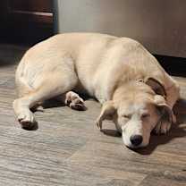 Thumbnail photo of Rufus #2