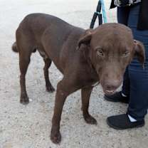 adopt-pet