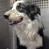 adopt-pet