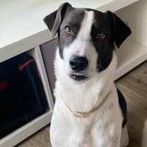 Thumbnail photo of Koda #3