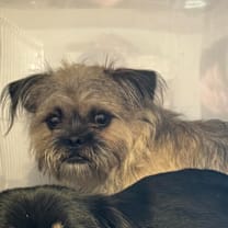 Thumbnail photo of Prince *BONDED WITH KING* #3