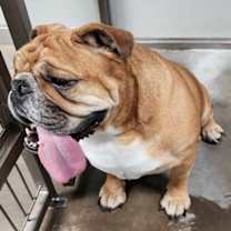 Thumbnail photo of Ellie fka Candi #3