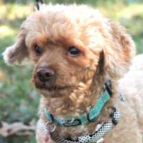 Thumbnail photo of ELI POO #1