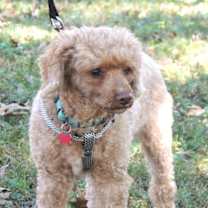 Thumbnail photo of ELI POO #3