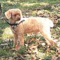 Thumbnail photo of ELI POO #2