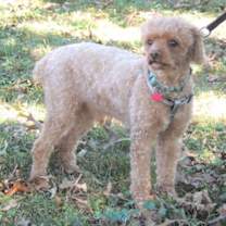 Thumbnail photo of ELI POO #4