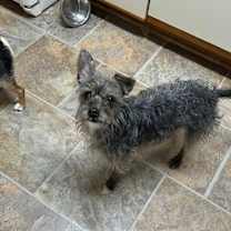 Thumbnail photo of Remy-formerly Mushroom Gravy #1