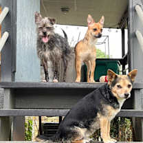 Thumbnail photo of Remy-formerly Mushroom Gravy #2