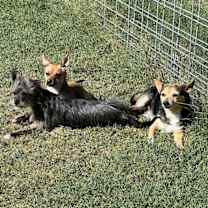 Thumbnail photo of Remy-formerly Mushroom Gravy #3