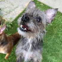 Thumbnail photo of Remy-formerly Mushroom Gravy #4