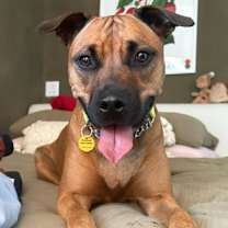 adopt-pet