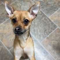 Thumbnail photo of Foxy-formerly Lil Miss Gravy #1