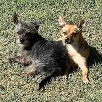 Thumbnail photo of Foxy-formerly Lil Miss Gravy #2