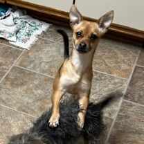 Thumbnail photo of Foxy-formerly Lil Miss Gravy #3