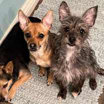 Thumbnail photo of Foxy-formerly Lil Miss Gravy #4