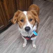 Thumbnail photo of Rusty #1