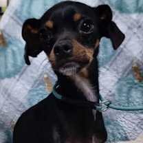 adopt-pet