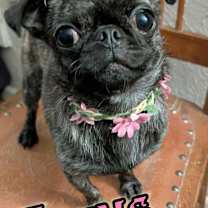 Thumbnail photo of Pocus #1