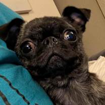 Thumbnail photo of Pocus #2