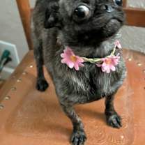 Thumbnail photo of Pocus #3