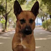 adopt-pet