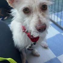 adopt-pet