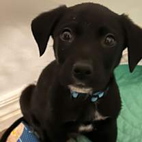 Thumbnail photo of Big Mac #1