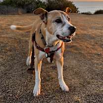 Thumbnail photo of Brownie #1