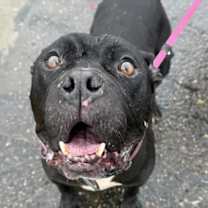 adopt-pet