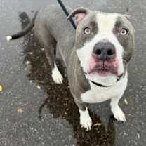 adopt-pet