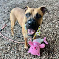 adopt-pet