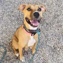 adopt-pet