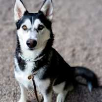 adopt-pet